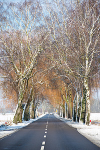 冬季小雪路薄雾蓝色树木沥青季节街道国家地平线车道场景图片