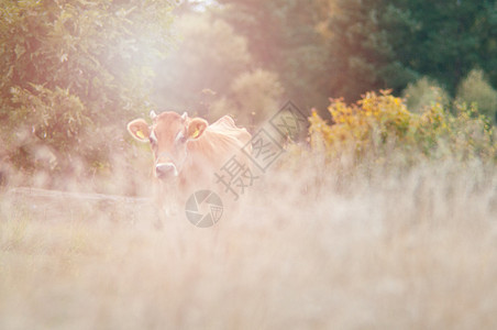 牛在绿草地上放牧晴天场景国家牛肉哺乳动物农田奶牛草本植物动物奶制品图片