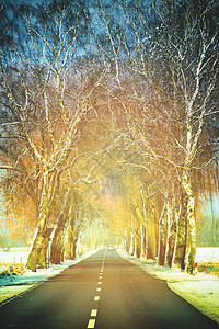 冬季小雪路国家旅行森林季节景观沥青地平线树木运输薄雾图片