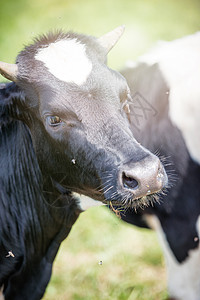 牛在绿草地上放牧农田蓝色天空农村奶制品奶牛土地牧场场地农场图片