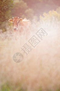 牛在绿草地上放牧奶牛国家家畜牛奶天空动物草原农场草本植物森林图片