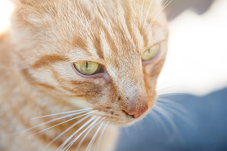 红猫特端毛皮生物小猫宠物猫科好奇心头发冒充哺乳动物橙子图片