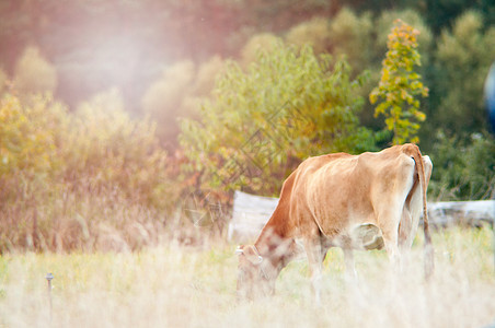 牛在绿草地上放牧场地牛肉国家草本植物动物蓝色农村牧场草原森林图片