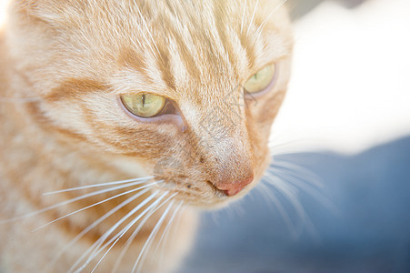 红猫特端乐趣宠物冒充动物生物工作室猫咪毛皮猫科哺乳动物图片