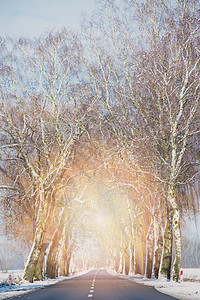 冬季小雪路景观国家森林蓝色运输树木场景街道薄雾地平线图片