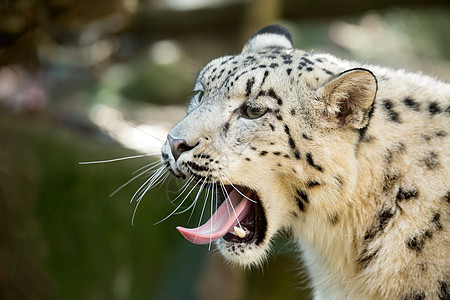 雪豹捕食者牙齿动物豹属荒野危险岩石力量哺乳动物野生动物图片