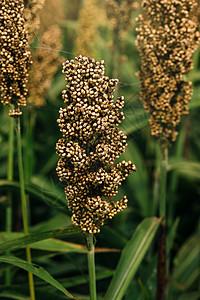 种植高梁田国家粮食收成乡村植物动物活力燃料场地农场图片