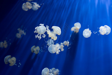 美杜莎水母水下潜水照片埃及红色 se游泳物质热带生活蓝色珊瑚海蜇触手野生动物水族馆图片