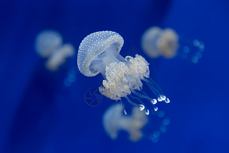美杜莎水母水下潜水照片埃及红色 se生物学珊瑚生活海蜇气候物质热带蓝色危险触手图片