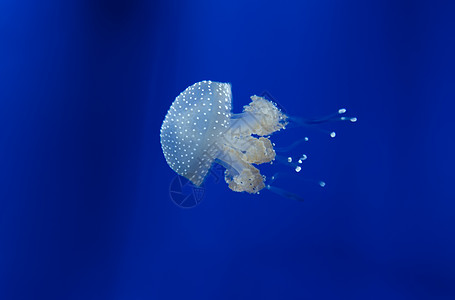 美杜莎水母水下潜水照片埃及红色 se珊瑚气候水族馆危险生物学物质蓝色触手野生动物热带图片