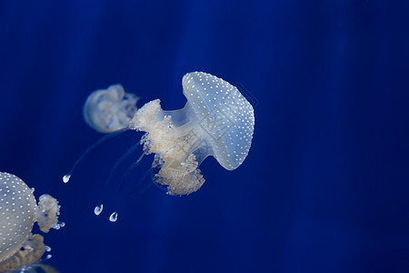 美杜莎水母水下潜水照片埃及红色 se海蜇珊瑚物质气候触手野生动物水族馆游泳生物学蓝色图片