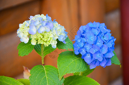 花园中的浅蓝色花朵植物群植物植物学木头园艺生活蓝色花瓣文化叶子图片