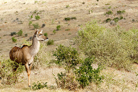 Kudu女士寻找爱棕色国家旅行游戏荒野食草旅游羚羊哺乳动物衬套图片