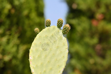 绿色仙人掌植物 closeu树叶宏观草本植物花朵生长热带健康蓝色福利药品图片