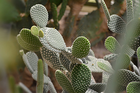 绿色仙人掌植物 closeu芦荟沙漠花朵蓝色药品宏观草本植物树叶园艺热带图片