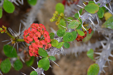 绿色仙人掌植物 closeu热带宏观生长尖刺叶子草本植物蓝色树叶花朵芦荟图片