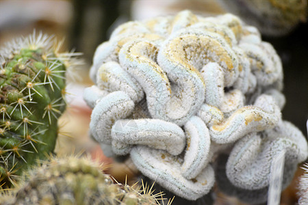 绿色仙人掌植物 closeu沙漠热带草本植物叶子芦荟药品尖刺健康花朵生长图片