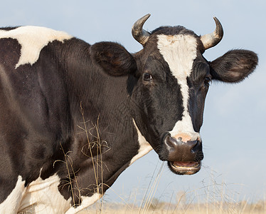 牛吃干草家畜动物饲料奶牛牛脸食草奶牛场肉牛牛群牛鼻子图片