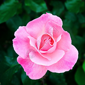 华丽的玫瑰花蕾图片