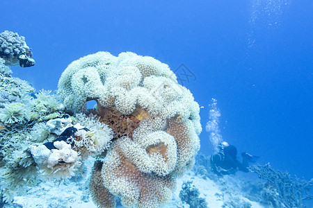 热带海中有着巨大黄蘑菇皮革珊瑚的珊瑚礁图片