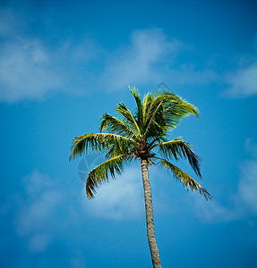 单独棕榈树黄色阳光异国情调蓝天蓝色气候绿色美丽色彩图片