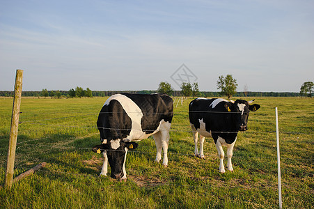 黑白斑点牧场农场农村奶牛奶制品哺乳动物蓝色牛肉动物白色图片