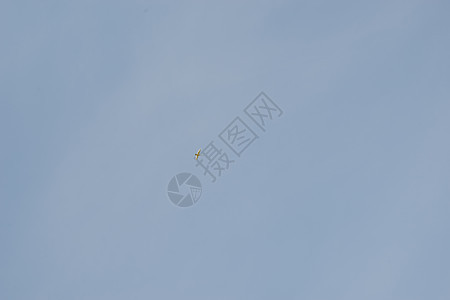 加拿大蓝空中飞鹅组织动物飞行移民荒野航班团体编队蓝色自然天空图片