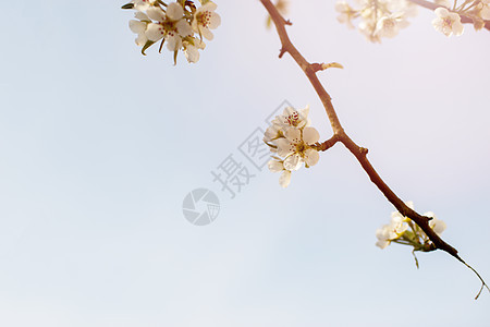 春天的苹果树开花枝条季节植物绿色粉色花园叶子园艺花瓣白色图片