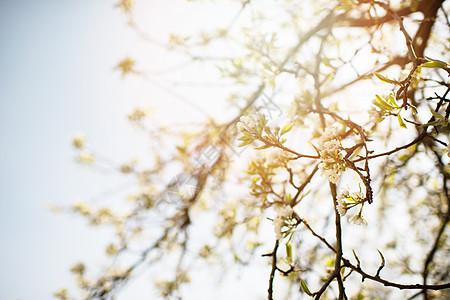 春天的苹果树开花花瓣植物园艺枝条叶子绿色粉色白色花园季节图片