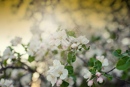 春天的苹果树开花绿色花瓣叶子枝条园艺植物白色季节粉色花园图片
