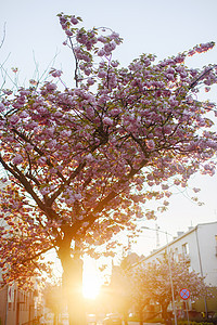 春初城市街道樱花粉色红色季节小路传统花园公园白色图片