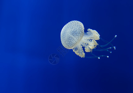 美杜莎水母水下潜水照片埃及红色 se蓝色野生动物海蜇热带珊瑚生物学水族馆生活触手气候图片