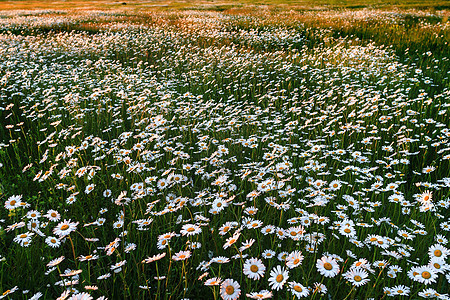 野生仙女的田地雏菊场地太阳草地荒野日落天空植物阳光季节图片