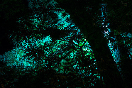 夜间公园叶子路灯黑色灯笼长椅阴影照明绿色花园路面图片