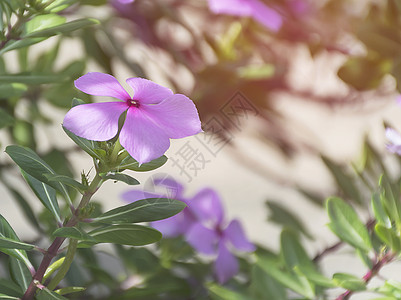 紫色的凯萨兰特胡斯玫瑰花 粉红野花花园热带植物叶子蓝色园艺植物群草本植物玫瑰草地图片