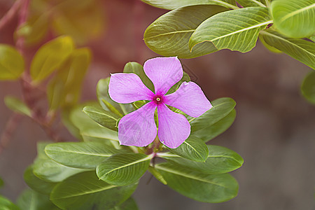 紫色的凯萨兰特胡斯玫瑰花 粉红野花季节花瓣叶子园艺植物植物群玫瑰草本植物热带蓝色图片