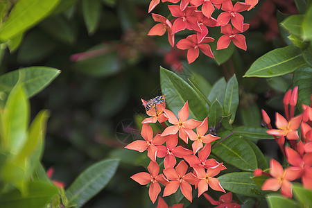 红钉花上的蜜蜂 严格限量的植物公园热带生长花朵植物群宏观叶子花园季节茉莉花图片