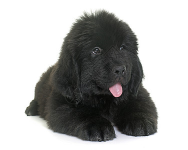 新芬兰小狗狗工作室黑色宠物山狗动物图片