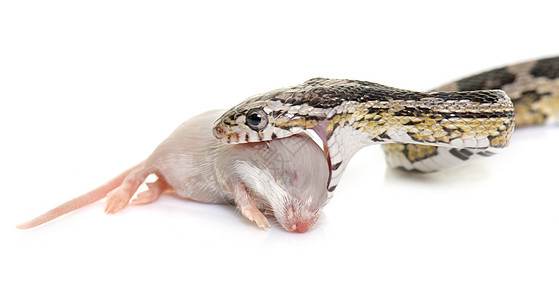 食老鼠的蛇猎物工作室爬虫动物灰色捕食者蛇科宠物黑豹图片