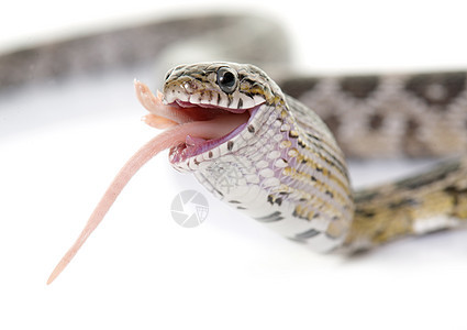 食老鼠的蛇黑豹蛇科爬虫猎物工作室捕食者灰色宠物动物图片