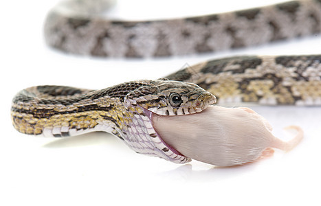 食老鼠的蛇蛇科黑豹动物捕食者猎物宠物灰色爬虫工作室图片