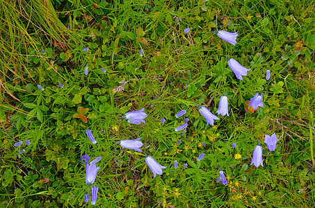 喀尔巴阡山脉中的阿尔卑斯山葵花植物群花瓣紫色荒野风铃药品花园草本植物野花季节图片