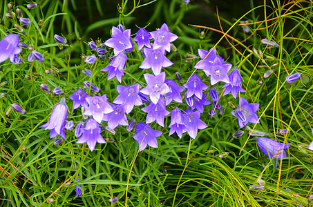 喀尔巴阡山脉中的阿尔卑斯山葵花脆弱性药品野花紫色蓝色高山风铃宏观草本植物花园图片