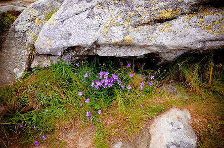 喀尔巴阡山山脉的阿尔卑山葵花和岩石季节花园荒野植物群野花植物蓝色叶子脆弱性植物学图片