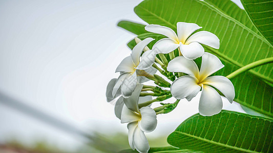 白色和黄黄色鸡蛋花叶子热带绿色花瓣花园季节植物群植物黄色图片