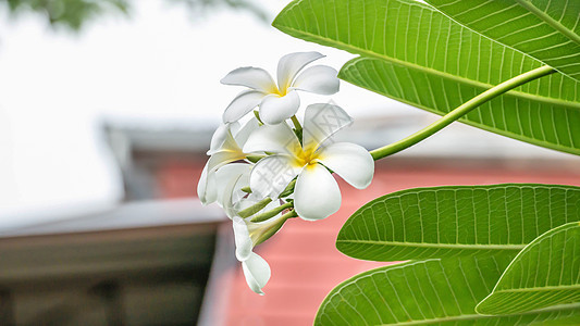 白色和黄黄色植物鸡蛋花花瓣热带花园绿色植物群叶子黄色季节图片