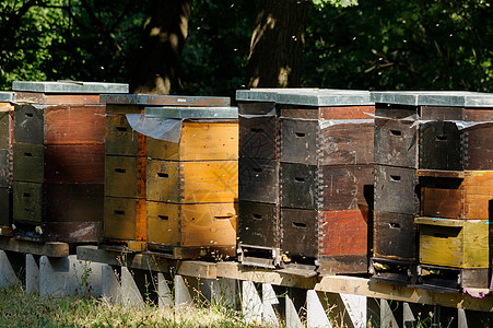 色彩多彩的木形蜂巢 背景有树木动物木头盒子场地框架女王房子蜂窝蜜蜂食物图片