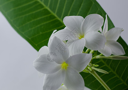 鸡蛋花 自然 漂亮的香气 芳香疗法 美丽 美容亚热带花瓣白色植物热带植物群卵石蛋花背景图片