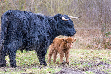 黑苏格兰高地母牛和新生儿小牛图片