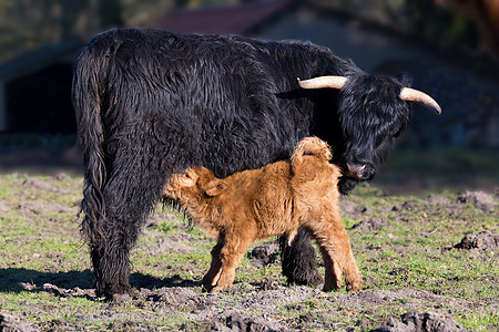 黑人苏格兰高地母牛 有饮新生儿小牛图片